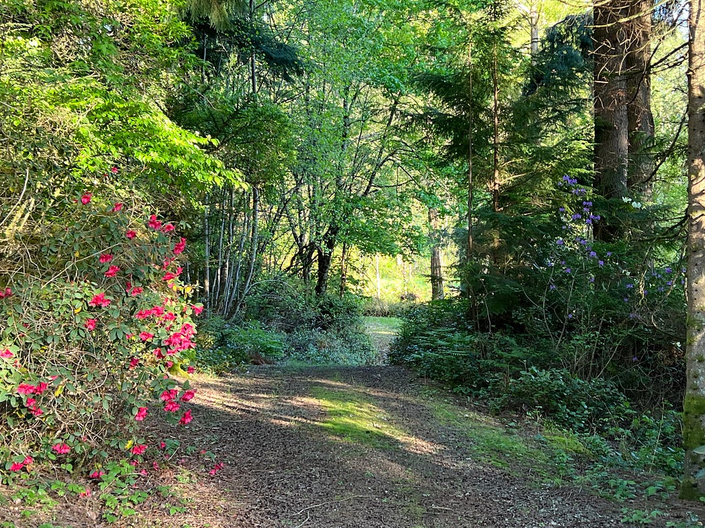 A favorite path with flowering trees.