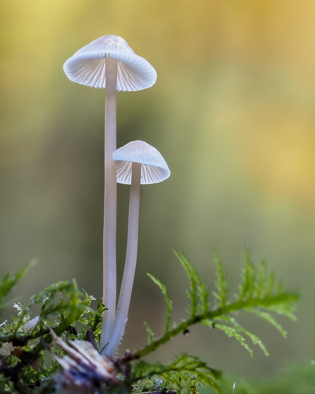 Two white mushrooms growing on a branch, one taller than the other