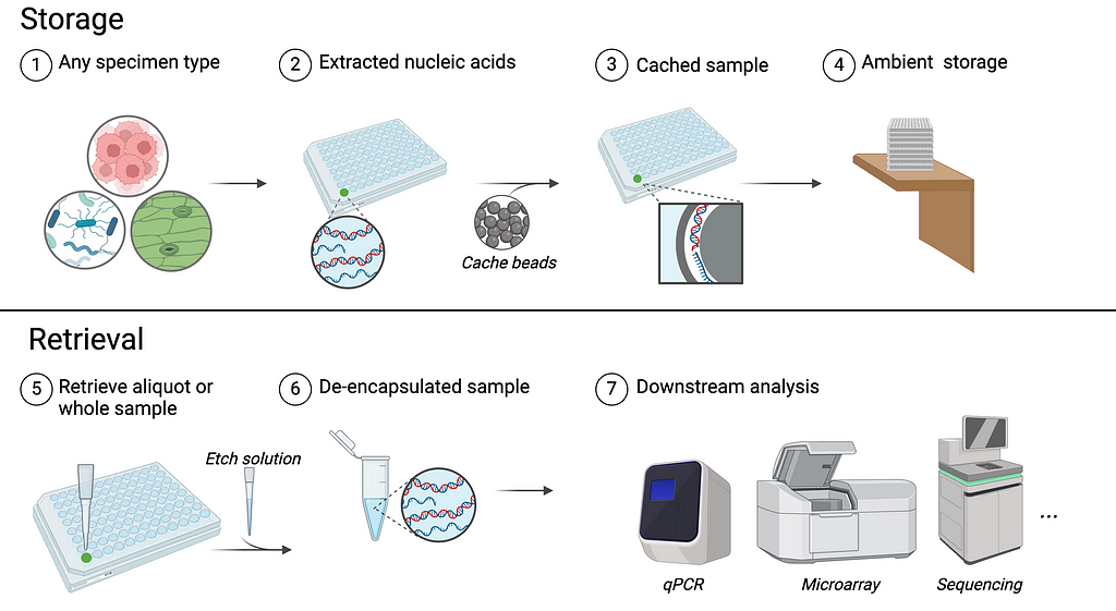 A diagram showing Caching. Encapsulation: any specimen type to extracted nucleic acids to cached sample to ambient storage. Retrieval: Retrieve aliquot or whole sample, add etch solution, to de-encapsulate sample to downstream analysis