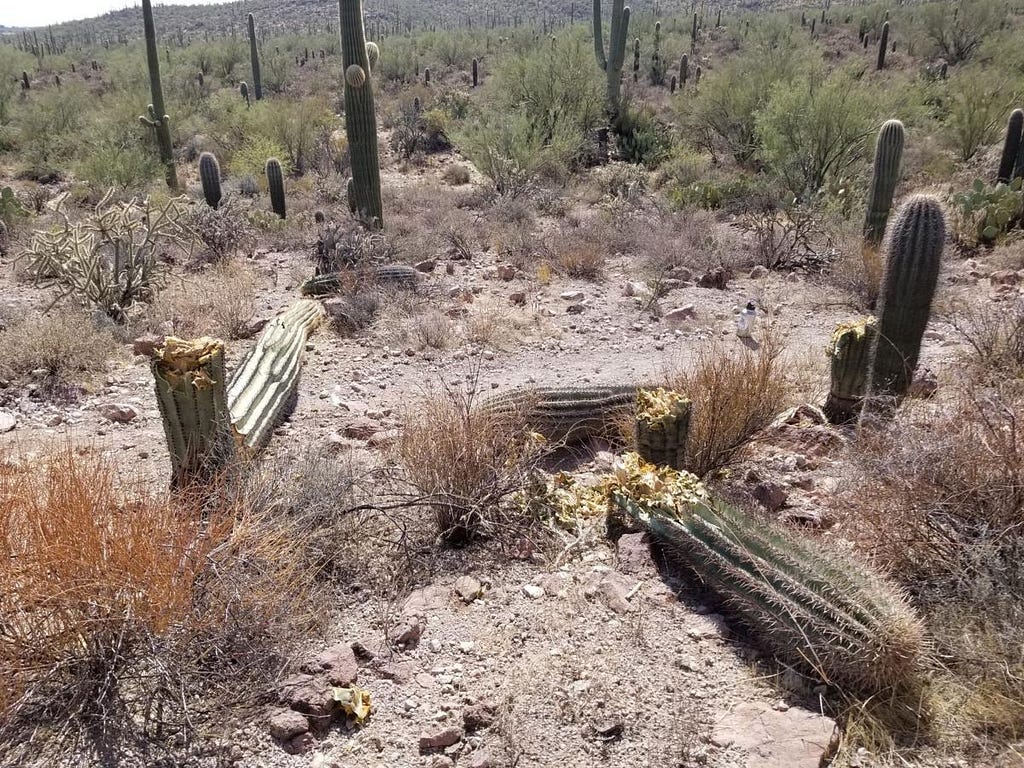 The saguaros that were destroyed at Saguaro National Park.