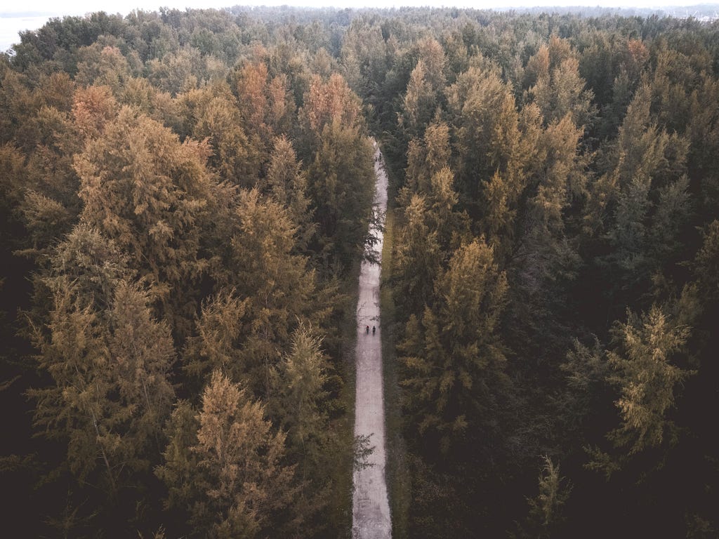 An aerial view of a road in the middle of a forest.