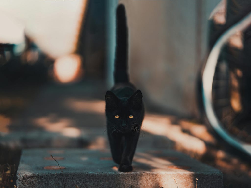 A black cat walking on the road on a sunny day. Background is blurred.