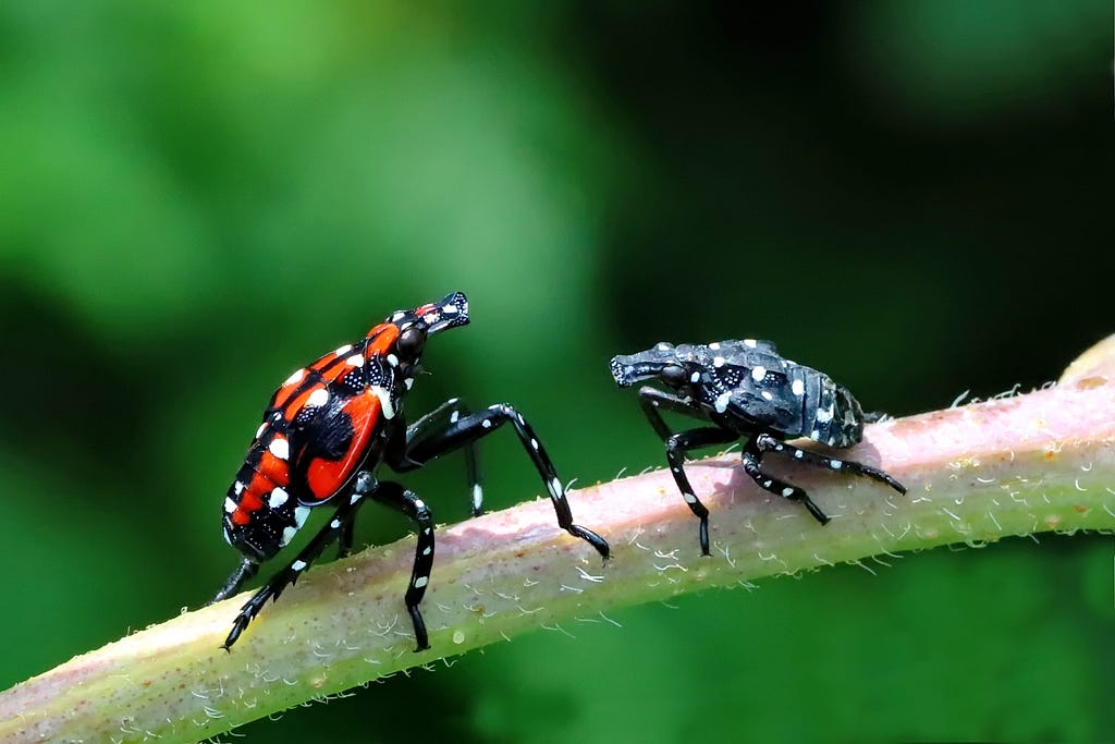 two black, spotted insects on a twig, one on the left has red markings and is larger