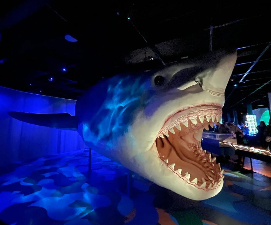 A large fake shark posed with its massive jaws open at New York City’s American Museum of Natural History