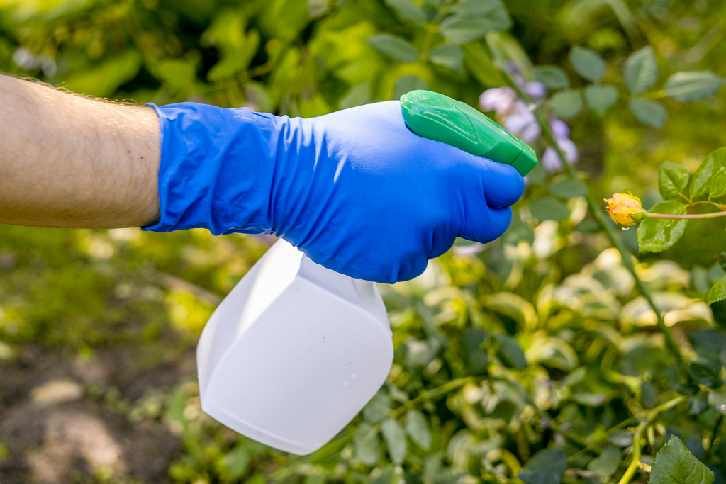 Get rid of whiteflies in garden with soapy and water