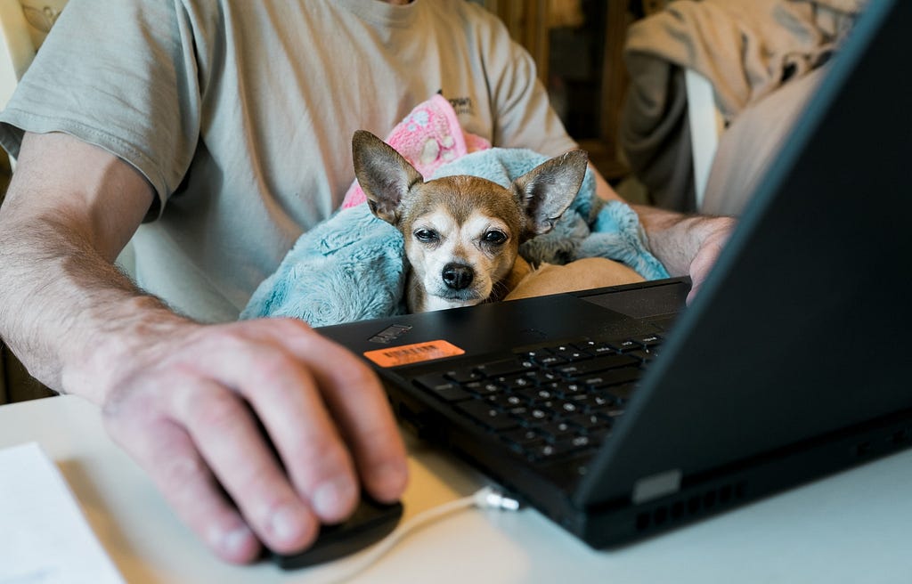 A small dog sits in the lap of a person working on a laptop.