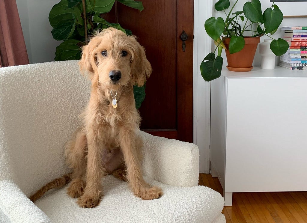 A goldendoodle puppy sitting on a white armchair, looking straight ahead.