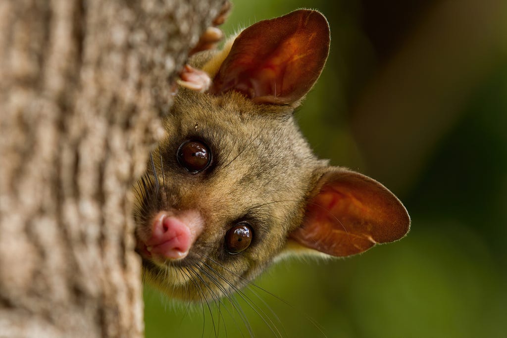A Brushtail Possum (Trichosurus vulpecula) peeks out from behind a tree in Roma Street Parklands, Brisbane, Queensland.