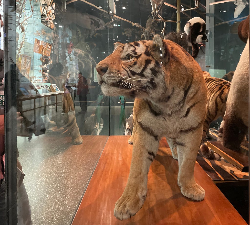 Tiger in the American Museum of Natural History in New York City