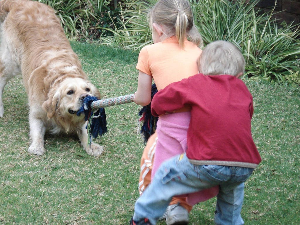 Golden retriever playing tug of war with two small children in a garden