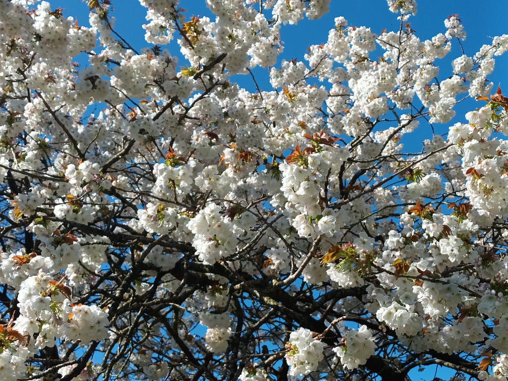 A tree covered in white spring blossoms on a sunny day