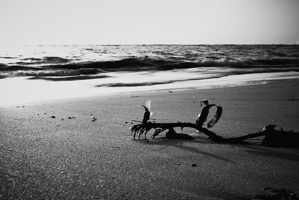 Black and white photo of an uprooted plant on a beach