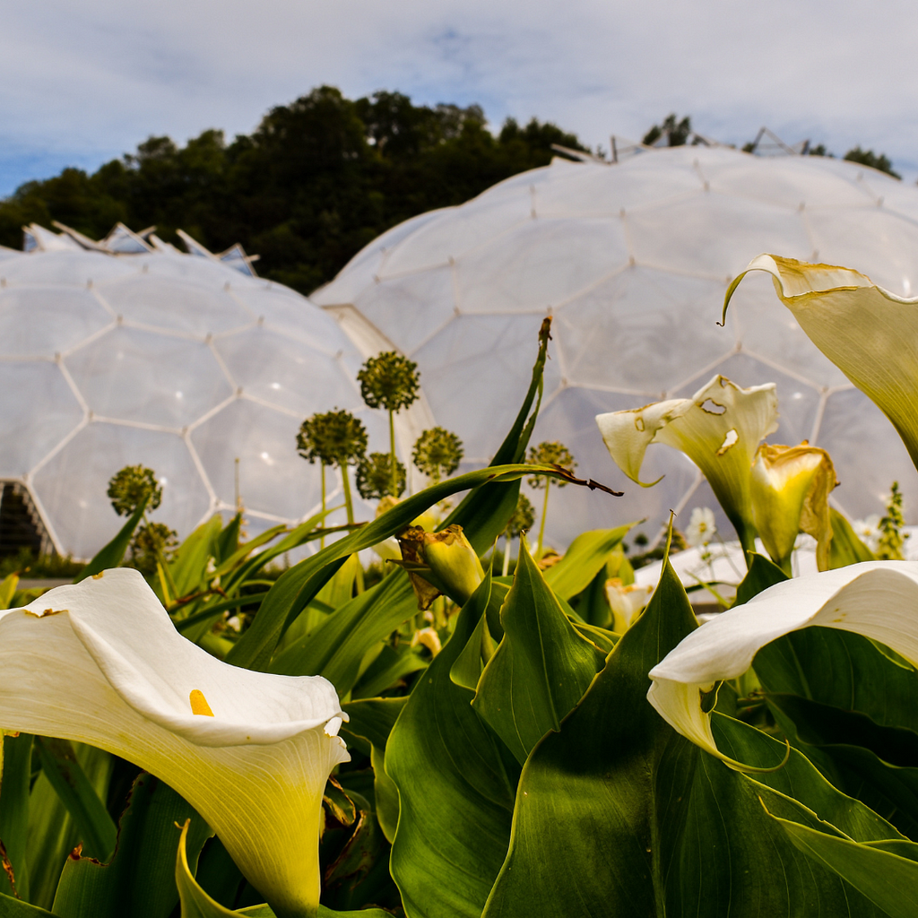 Close-up of white flowers in the foreground with large, transparent geodesic domes in the background. The scene suggests a botanical garden or eco-center.