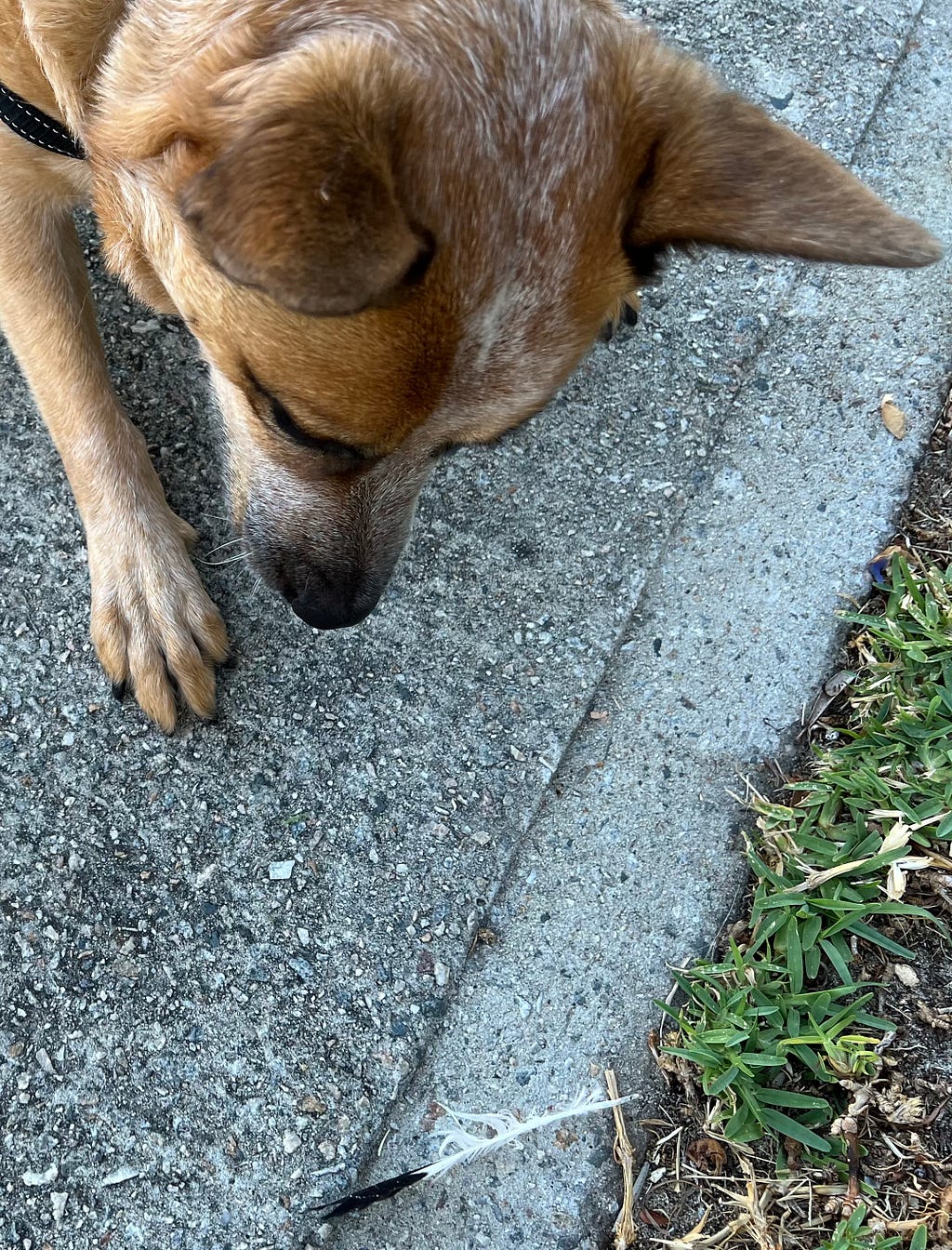 Chilli, a red heeler about to pounce on a black and white feather