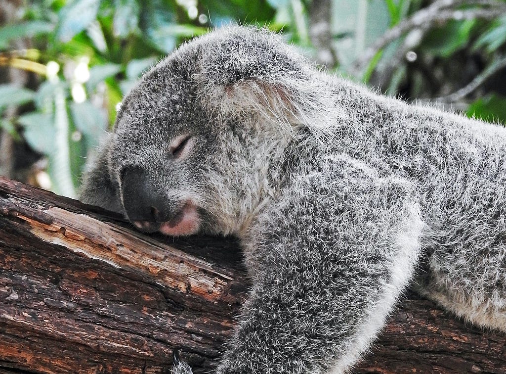 Sleeping koala. He’s awake 3 years of his life. 4 hours less sleep a day means 6 years of consciousness