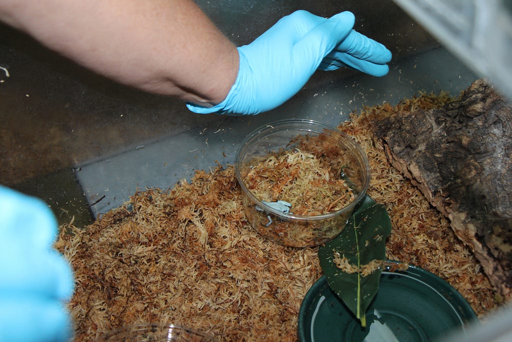 gloved hands in terrarium with 1 blue-backed frog in dish