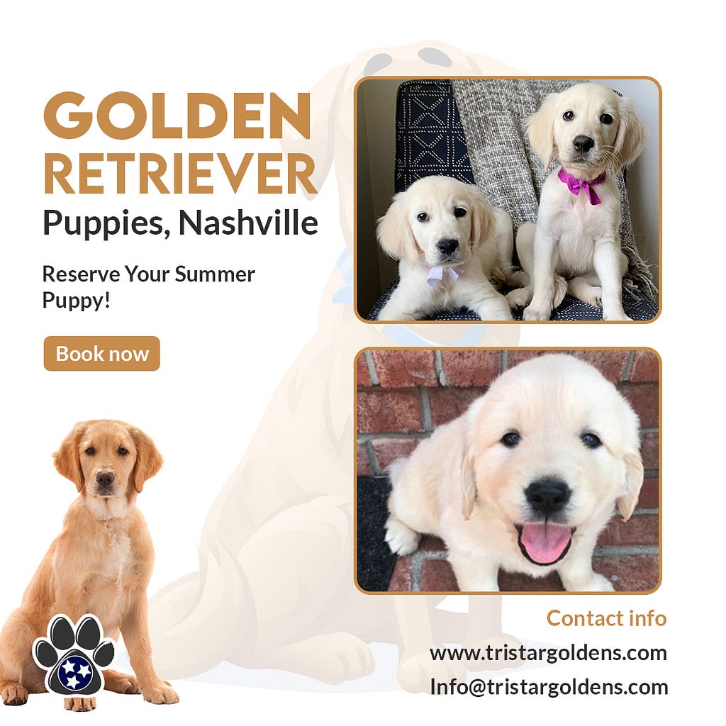 Golden Retriever Puppies Nashville