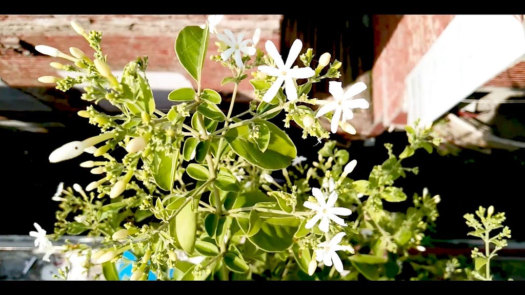 Juhi (Jasminum Auriculatum)