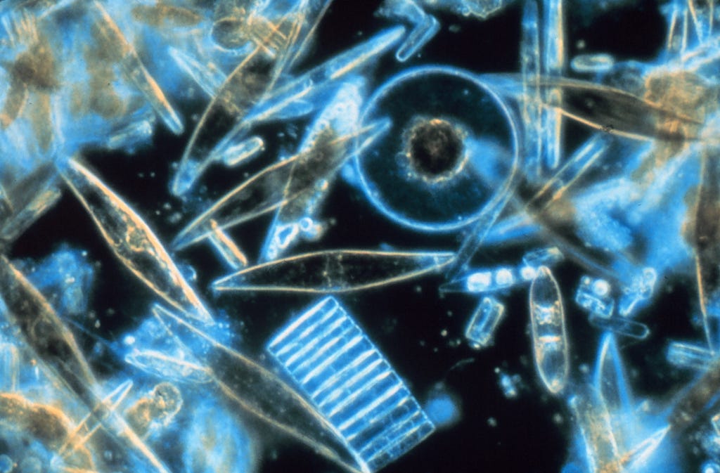 Image of diatoms by Gordon T. Taylor, NOAA Corps Collection (Public Domain)