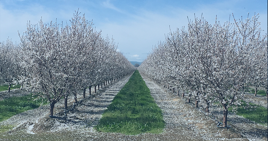 This pictures shows and Almond Orchard in full bloom in the central valley of California