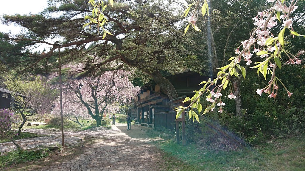 A traditional teahouse on a light-dappled path in a gorgeous rural setting, replete with cherry blossom tree in bloom