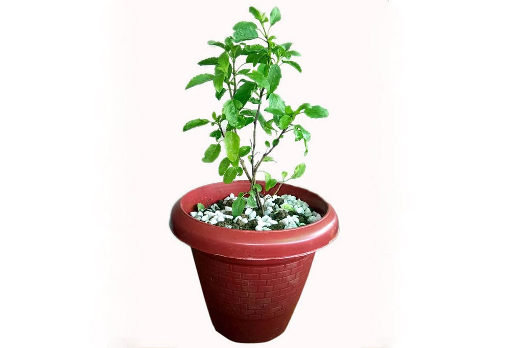 Potted Tulsi Plant by Green Decor