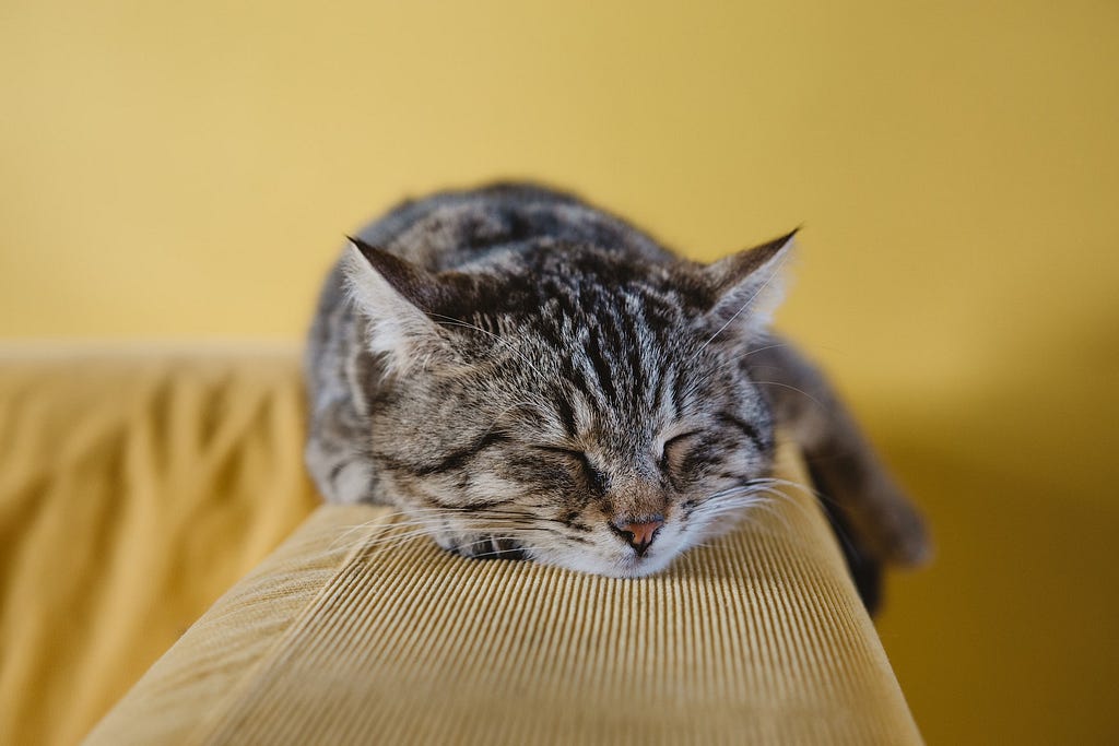 A cat in Istanbul, Turkey, is sleeping sweetly.