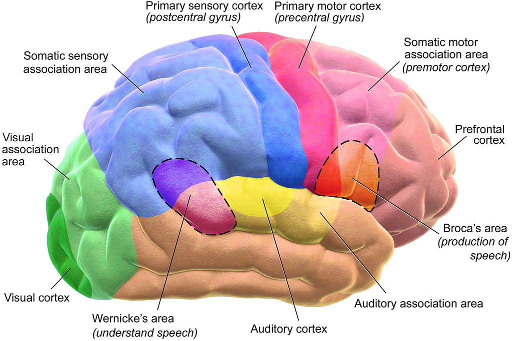 Brain sensory cortex in the human brain