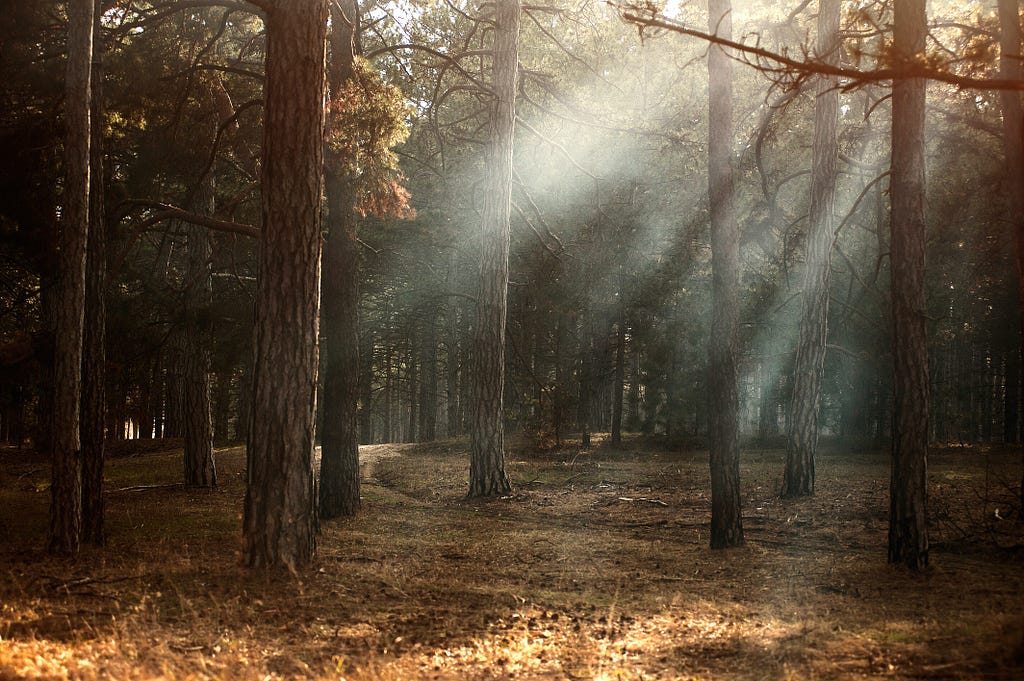 An aesthetic forest photo taken during what looks like the Autumn season, and the sun’s rays are peeking through the trees.