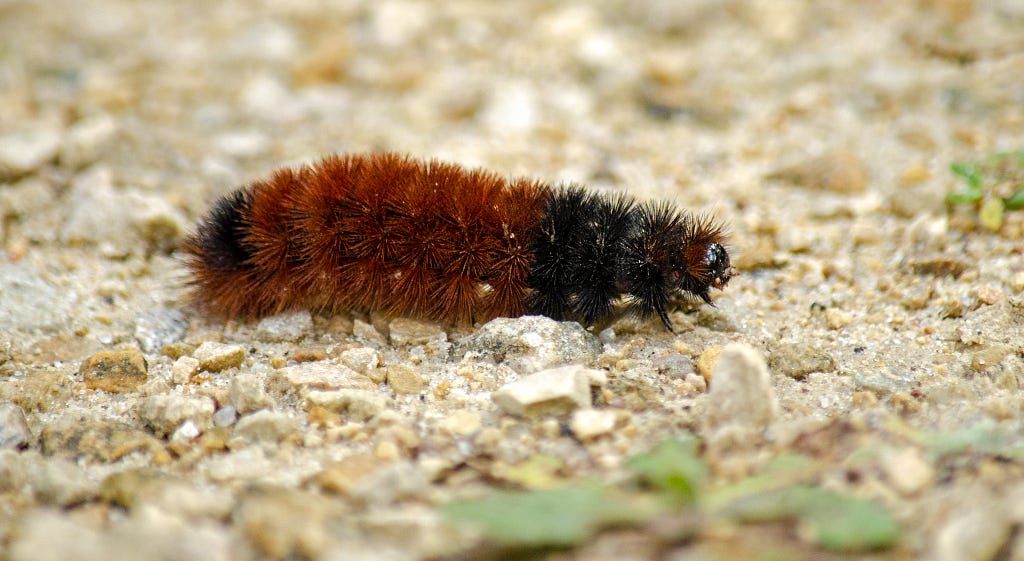 furry brown and black caterpillar n rocky ground