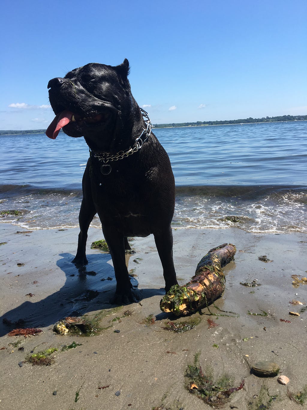 A black cane corso dog with his tongue out and wet fur stands on the shore of a beach after emerging from the water to retrieve a large stick.