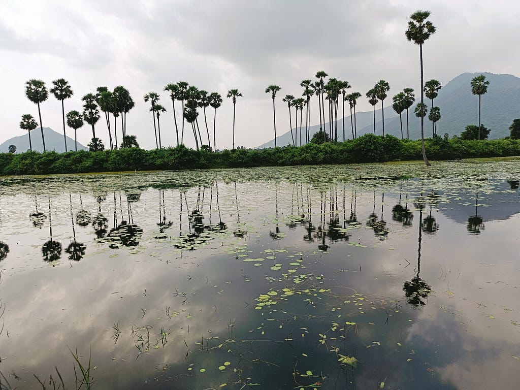 Water body with lotus & reflection of plam trees on water.