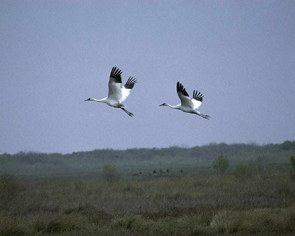 2 whooping cranes in flight
