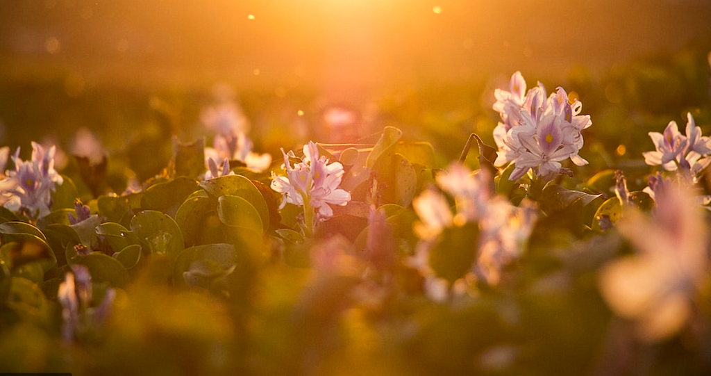 purple flowers in a sunny field