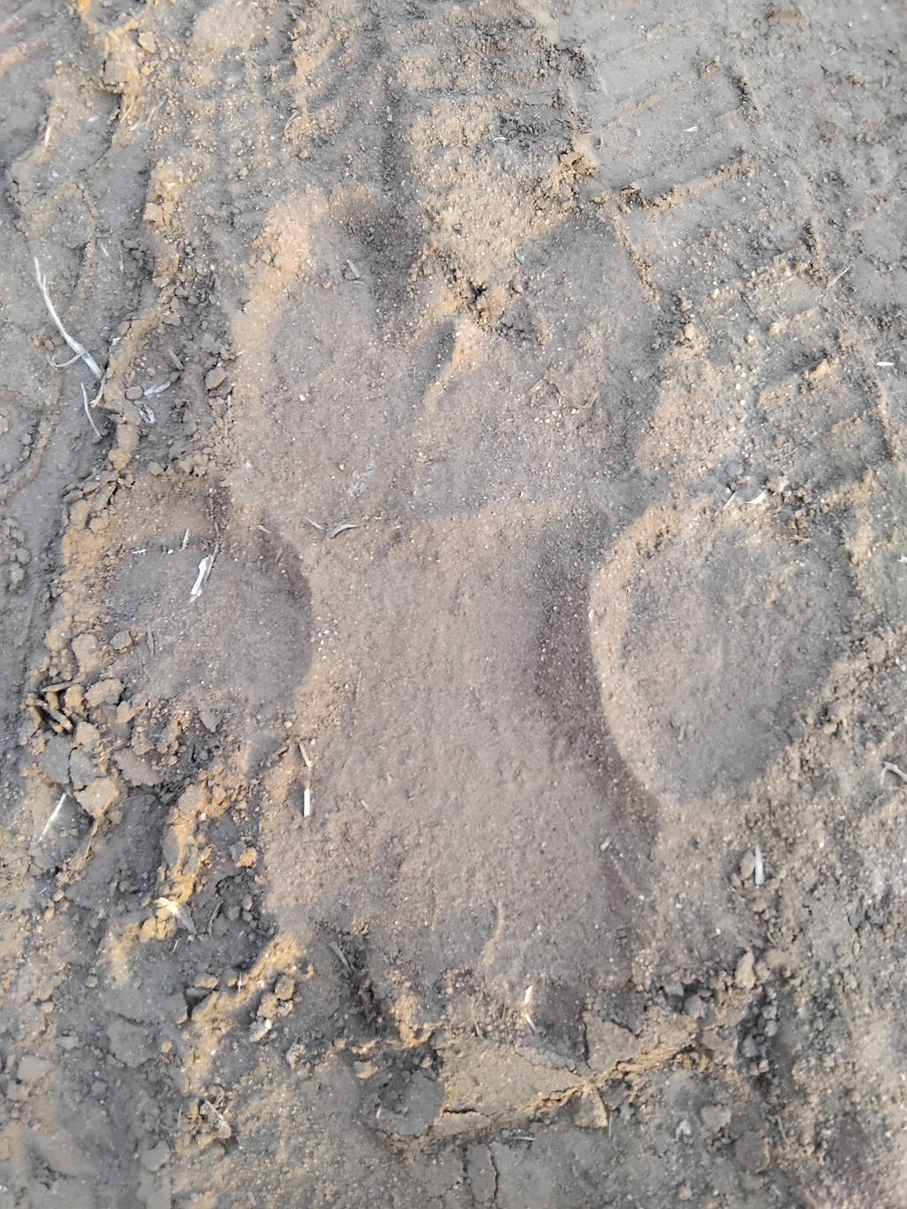 A close up of a large hippo track imprinted on dusty soil