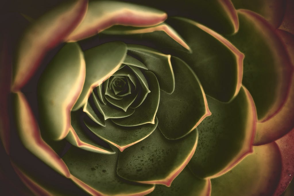 A flower