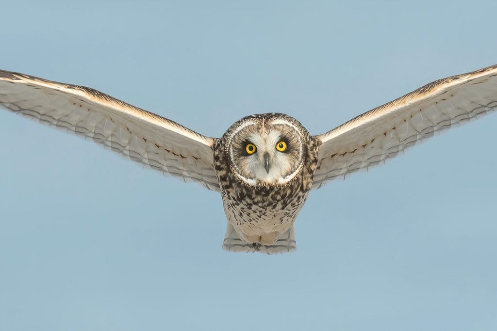 Owl flying towards camera