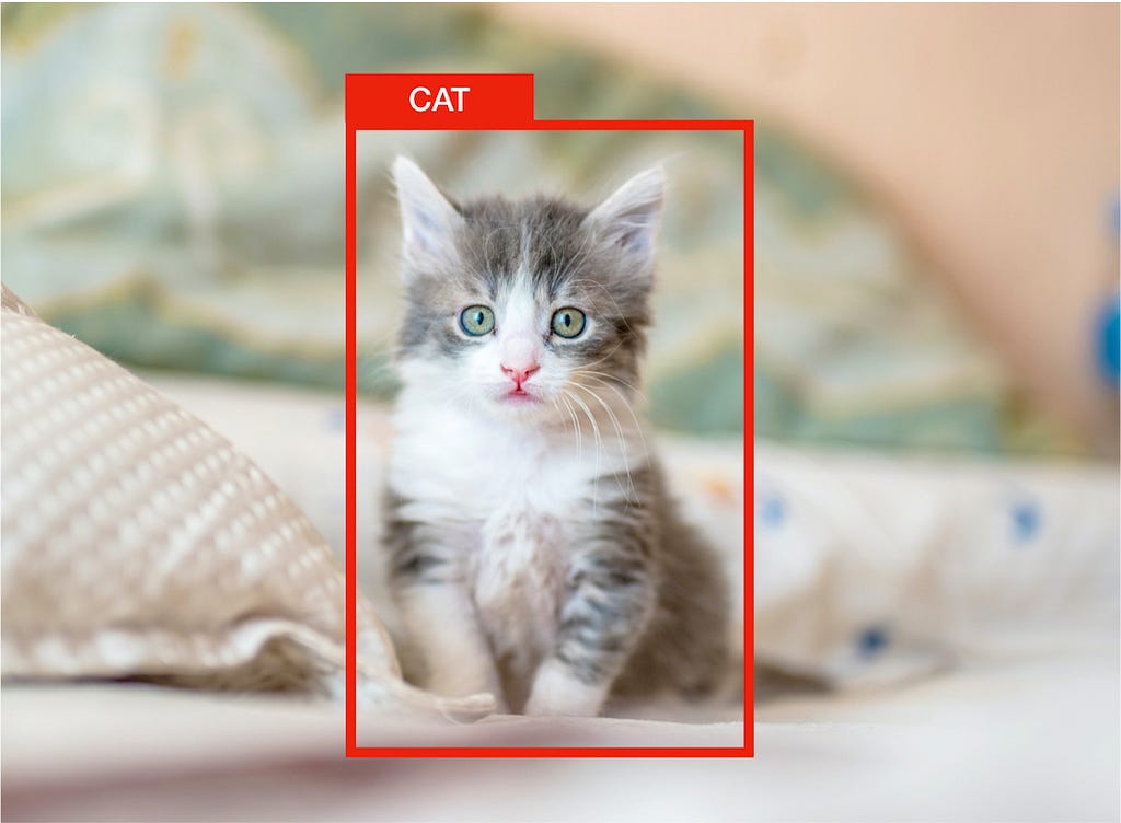 object detection example detecting a cat