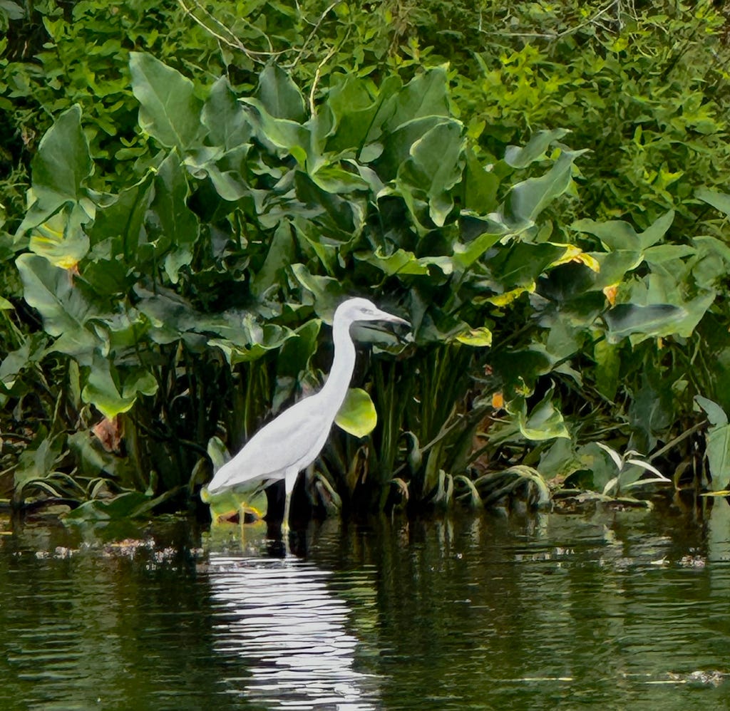 Juvenile medium sized white wading bird with light green legs standing knee deep in on the river’s edge in front of a clump of broad leafed water plant.