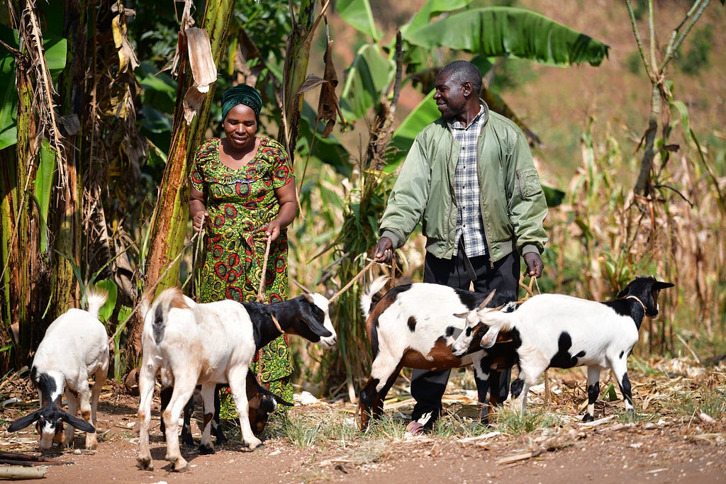 A man and a woman walk behind several goats they are raising.