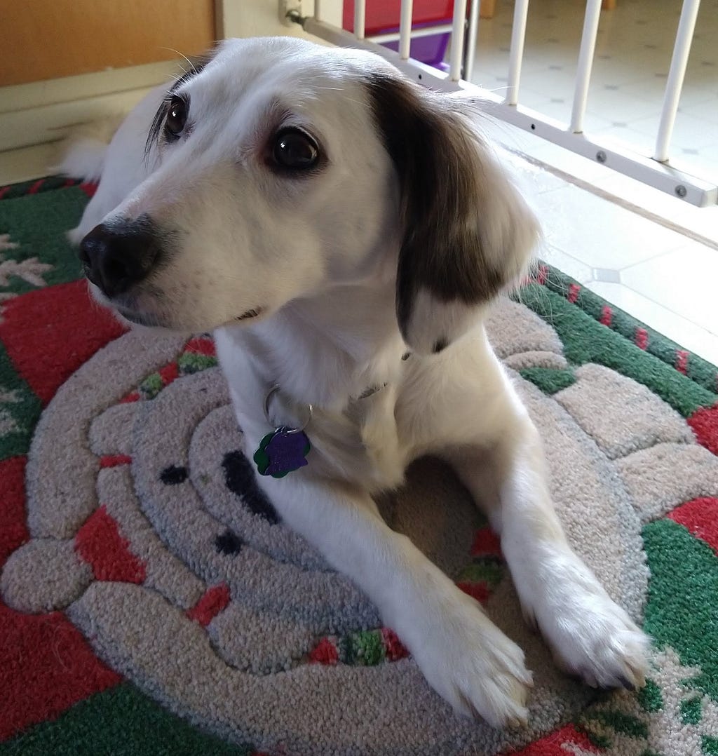 White mixed-breed dog with dachshund features gazing sideways while resting on rug.