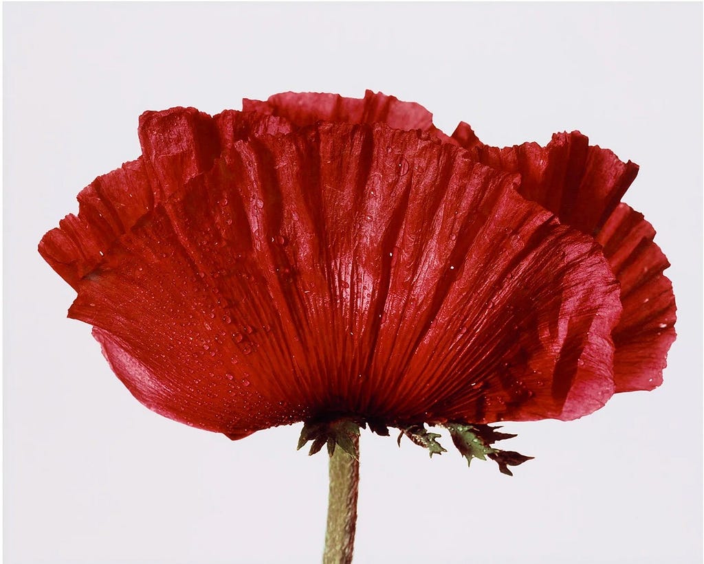 A Common Poppy
