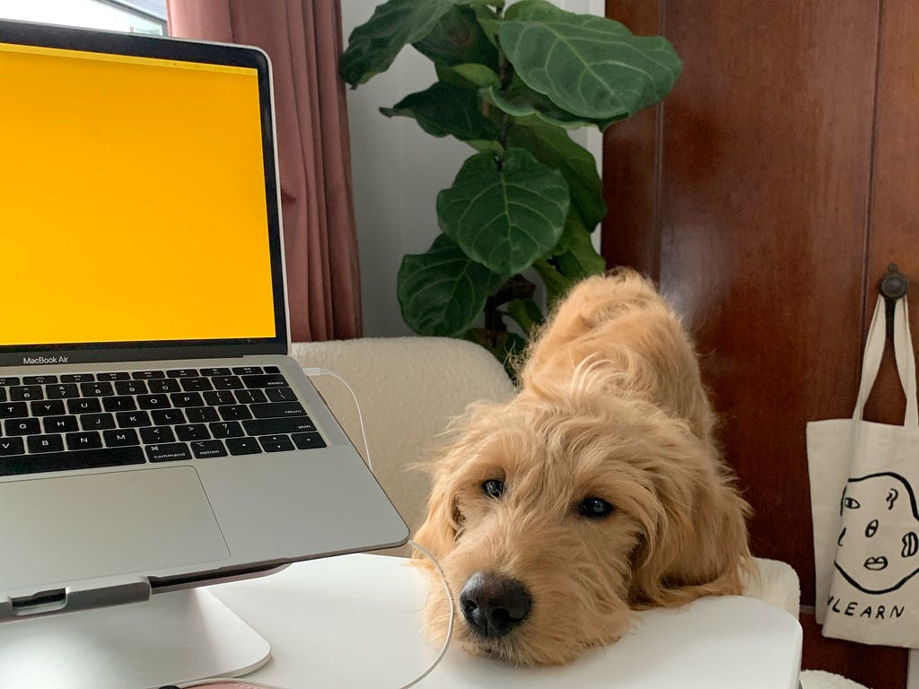 Goldendoodle puppy with head resting on a desk next to a computer screen.