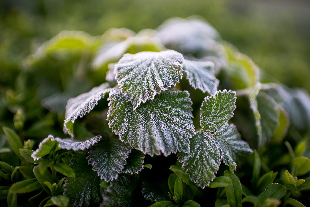 Early morning frost on leaves that grow out of a hedge. Oberhausen, Germany, April 26, 2023.