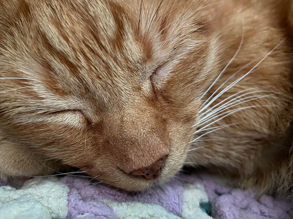 Closeup of grandkitty Bouy, an orange tabby, sound asleep