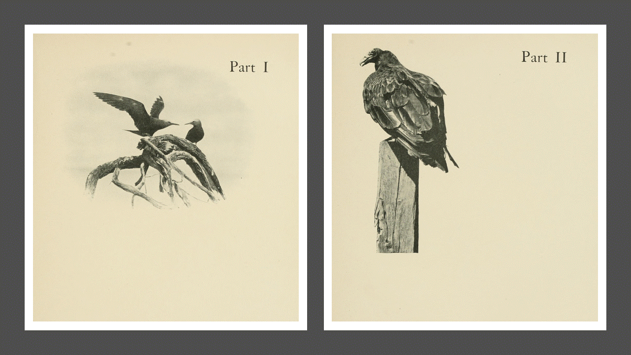 Black and white photographs of birds in the book “Wild wings; adventures of a camera-hunter among the larger wild birds of North America on sea and land by Job”