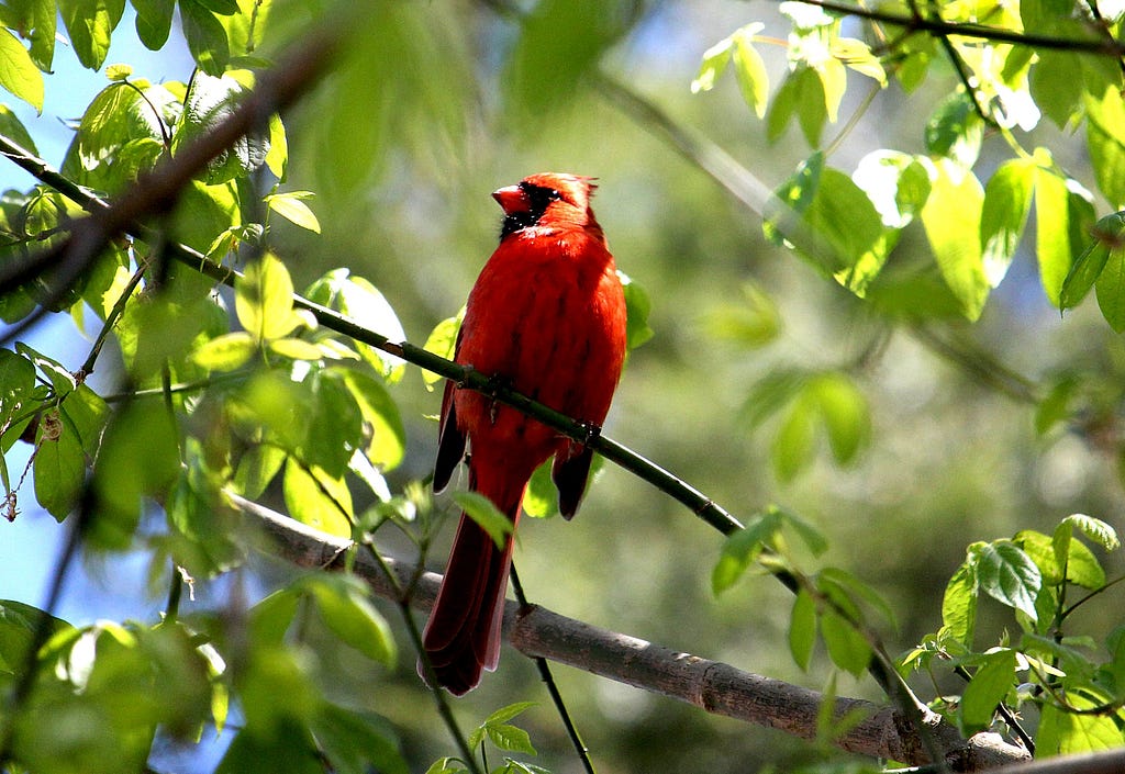 A cardinal on a tree branch.