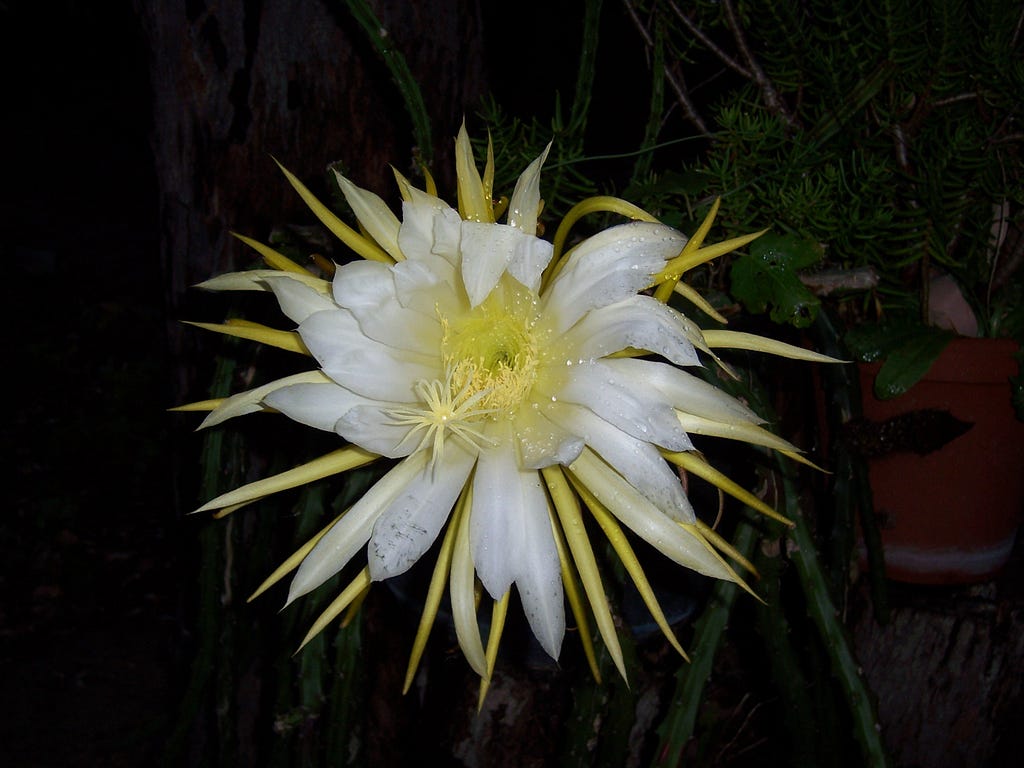 Image of a cactus flower in full bloom. Commonly called Queen of the Night, it only lasts a single night after opening and becomes limp by the morning. It has a beguiling perfume and attracts a plethora of insects while it is open. The petals are creamy white, interspersed with yellow segments that had enclosed the flower bud. The centre is bright yellow and has a small section holding the seeds, waiting for the pollen to fertilise them,