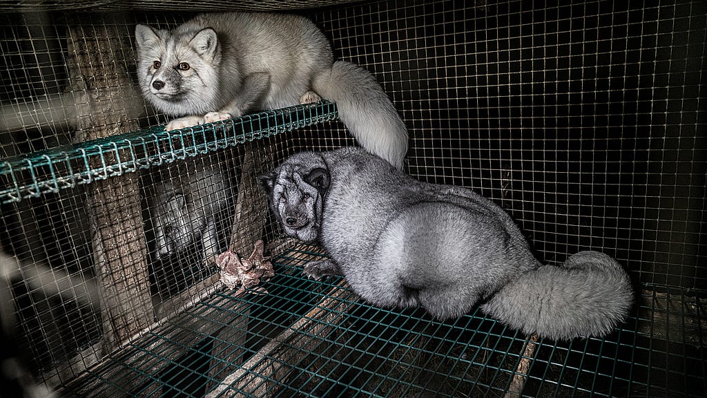 Two foxes sit inside a wire-floored cage on a fur farm. Selective breeding for loose skin and intentional overfeeding exacerbate the pain foxes feel standing on the wire. A piece of bone was left as the only enrichment for these animals. Finland, 2018. Kristo Muurimaa / HIDDEN / We Animals Media