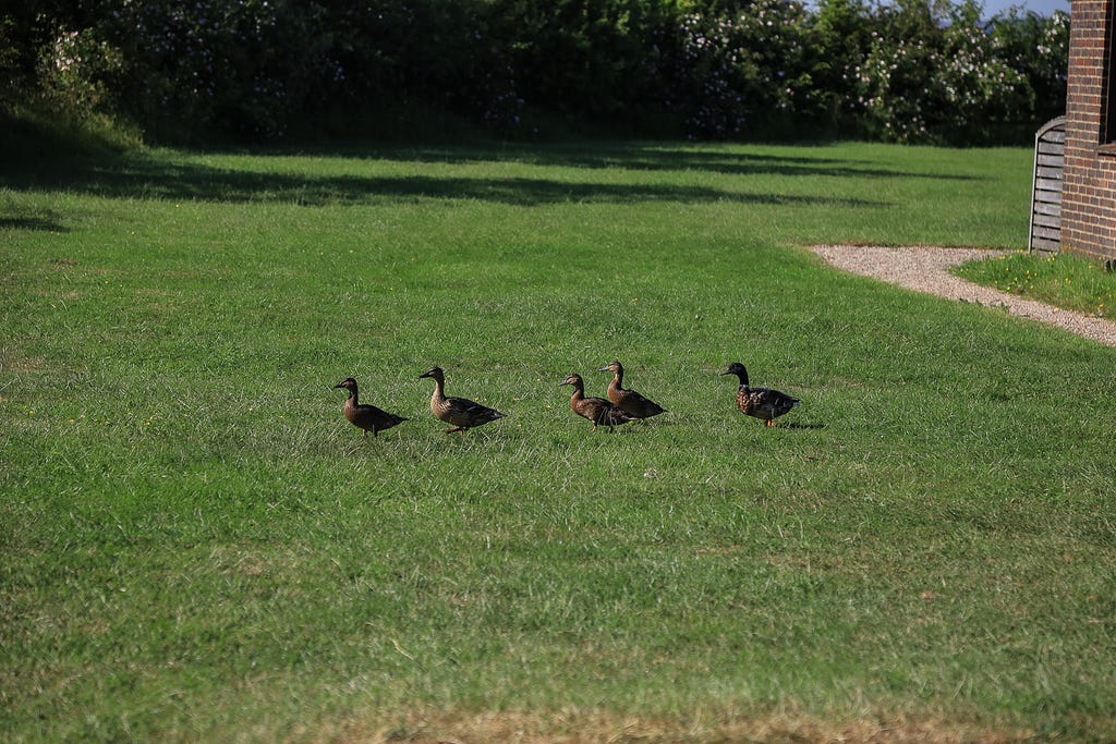 five ducks walk across green grass in a line. behind it you can see part of a path and a brick building.